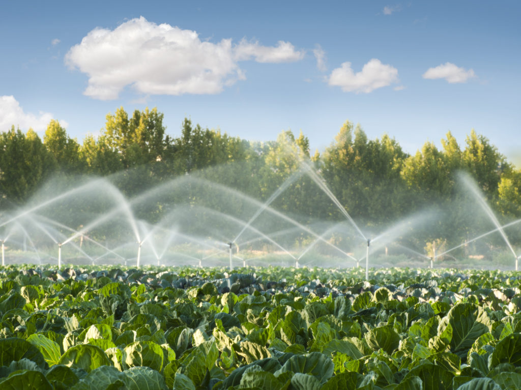 How to Maximize Yield with Irrigation Scheduling