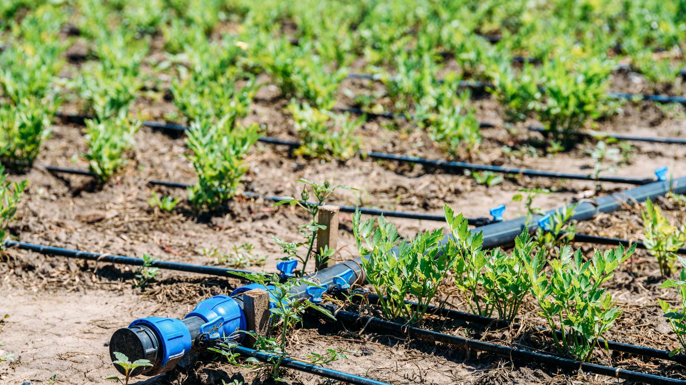 How Much Does It Cost To Maintain The Irrigation System?