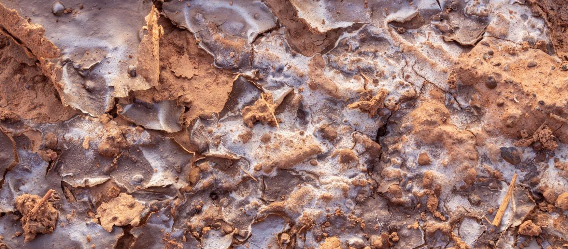Is Soil Salinity a Threat to Our Food Security