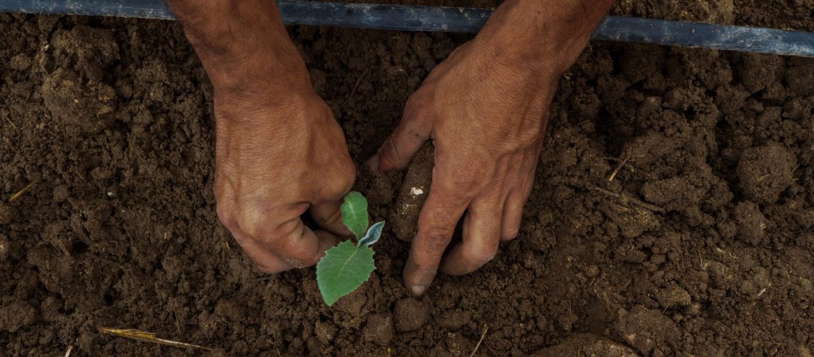 To Till or Skip Soil-Friendly Benefits of No-Till Farming