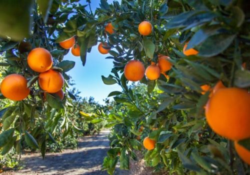 Orange plantation in California USA